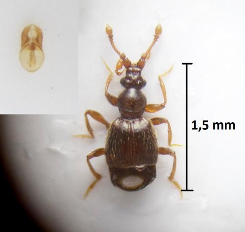 Réf. 206 471 : Bryaxis bulbifer